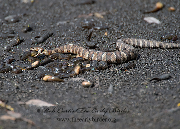 Nerodia sipedon  NORTHERN WATER SNAKE 9014492z