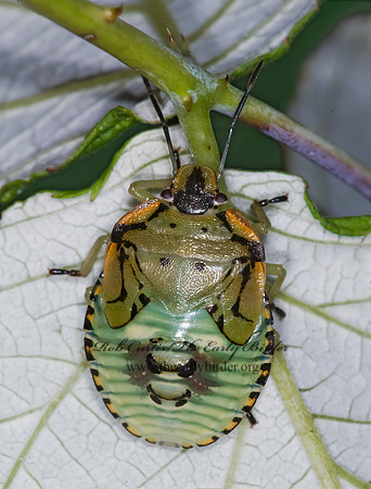 Chinavia hilaris  GREEN STINKBUG 6014145z