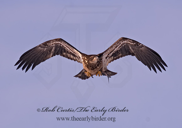 Haliaeetus leucocephalus  BALD EAGLE 6020756z