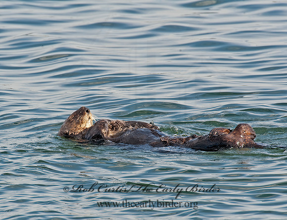 Enhydra lutris nereis  SOUTHERN SEA OTTER 8020310 z