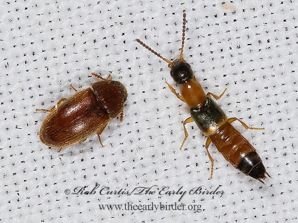 Philonthus laetelus~  6025025z