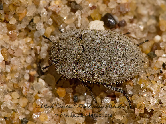 Ammodonus fossor 8015762z