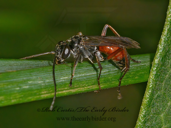 Caliadurgus fasciatellus  PEPSINI SPIDER WASP 1305526z