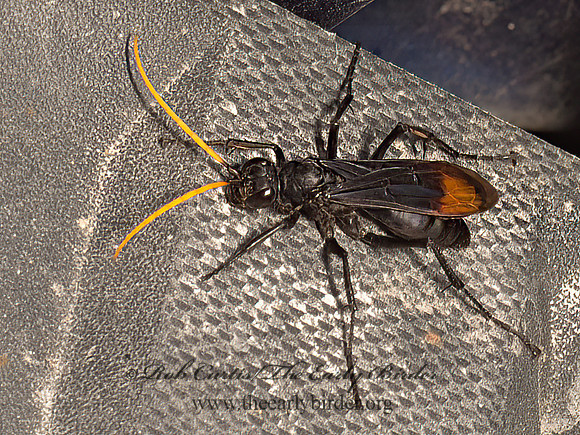 Entypus unifasciatus  PEPSINI SPIDER WASP 9048308z