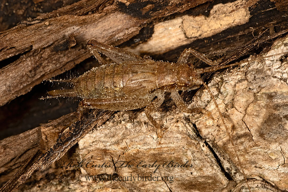 Orocharis saltator  JUMPING BUSH CRICKET 3041544z