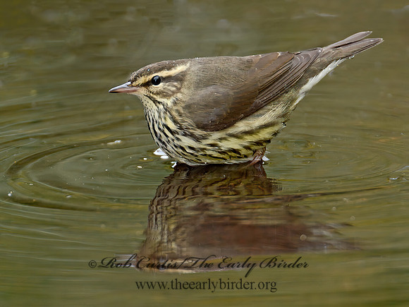 Parkesia noveboracensis  NORTHERN WATERTHRUSH 90043501z