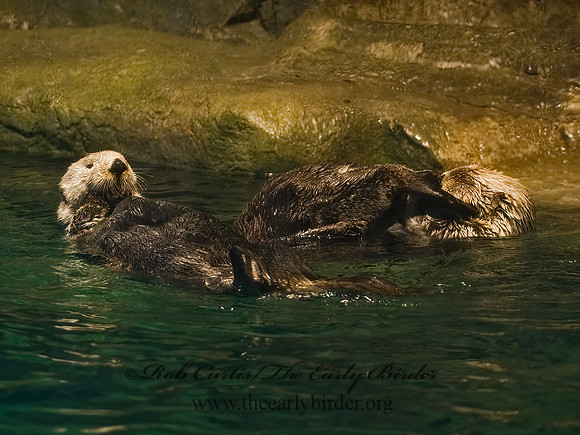 Enhydra lutris nereis  SOUTHERN SEA OTTER 8016085z
