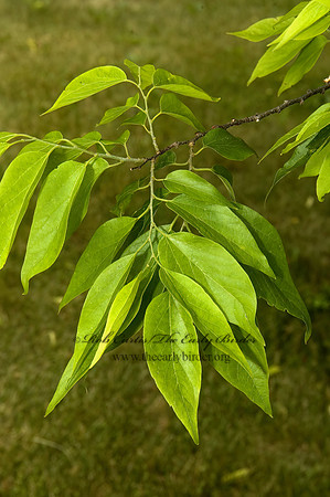 Celtis occidentailis  COMMON HACKBERRY 5009200 z