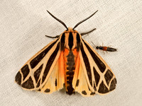 Apantesis phalerata HARNESSED TIGER MOTH 9048364z
