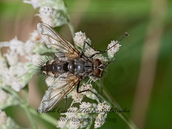 Dexiini  TACHINID FLY 3026019z