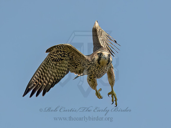 Falco peregrinus PEREGRINE FALCON 9090605z