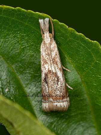 Microcrambus elegans  CRAMBID SNOUT MOTH 3015552z