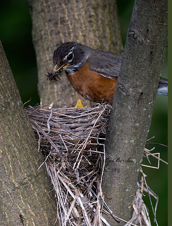 Turdus migratorius  AMERICAN ROBIN 6005609z