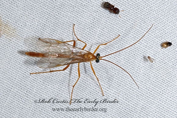 Netelia  PHYTODIETINI ICHNEUMON 3039290z