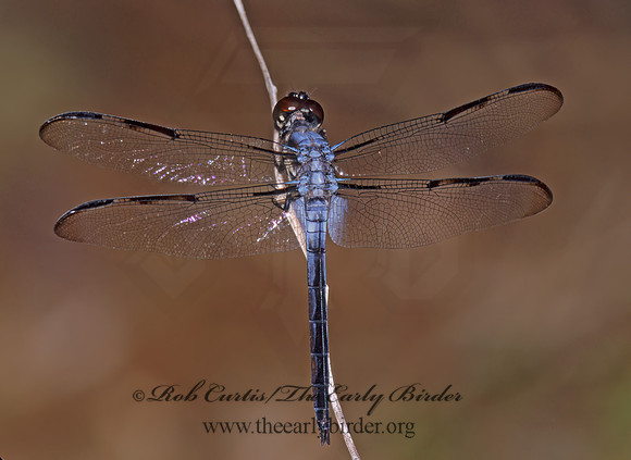 Libellula axilena BAR-WINGED SKIMMER 272120 z