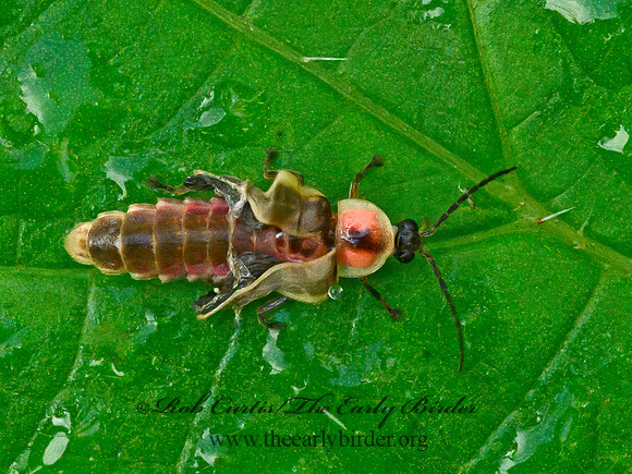 Photinus  FIREFLY 1303469z