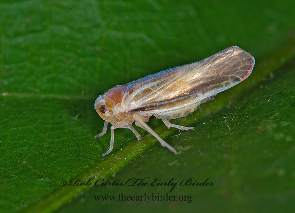 Omolicna uhleri 6013967 z