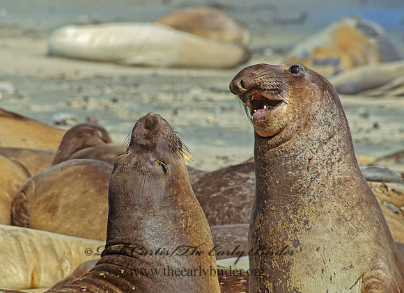 Mirounga angustirostris  NORTHERN ELEPHANT SEAL 110831z