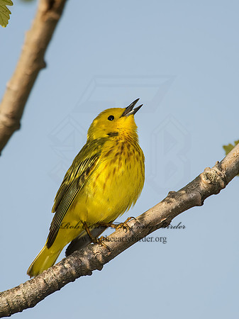 Setophaga petechia  YELLOW WARBLER 8003362z
