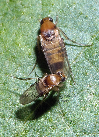 Phalacrotophora longifrons  SCUTTLE FLY 4002093z