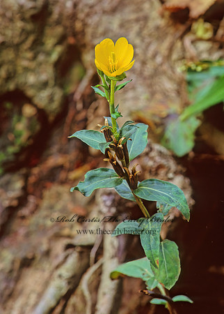 Oenothera  EVENING PRIMROSE 245315z