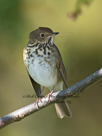 Catharus guttatus  HERMIT THRUSH 9015009z
