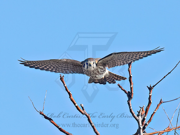 Falco sparverius AMERICAN KESTREL 9092762z