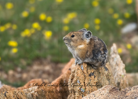 Ochotona princeps  AMERICAN PIKA 7010525z