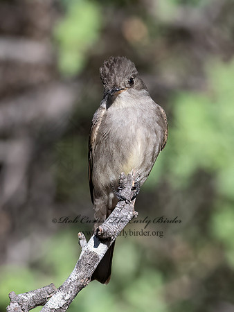 Contopus sordidulus  WESTERN WOOD PEWEE 3038068z