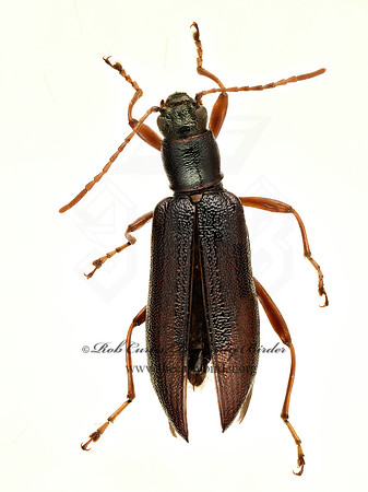 Arthromacra aenea  LAGRIINAE DARKLING BEETLE 9020863z