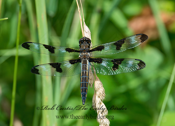 Libellula pulchella 9023448z