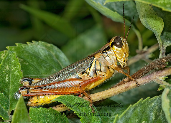 Melanoplus femurrubrum  RED-LEGGED GRASSHOPPER 5015106z