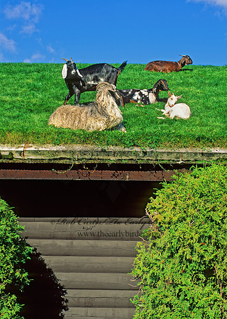 Capra aegagrus hircus  DOMESTIC GOAT 156013z