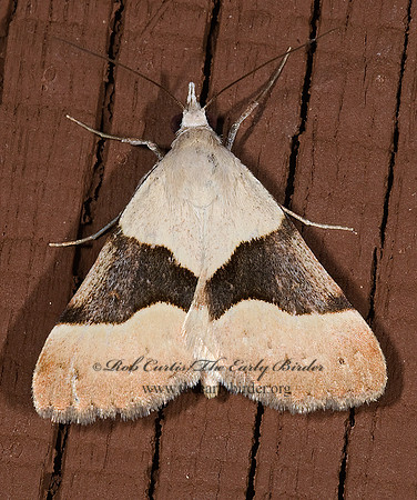 Hemeroplanis incusalis PHYTOMETRINI EREBID MOTH