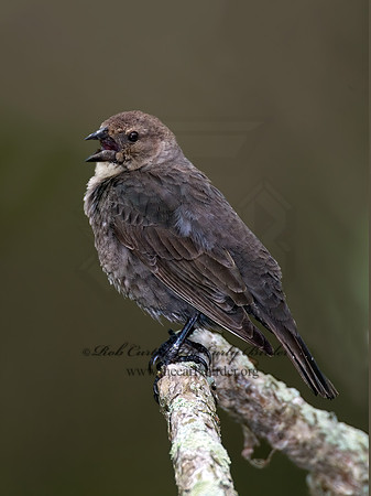 Molothrus ater  BROWN-HEADED COWBIRD  6004930z