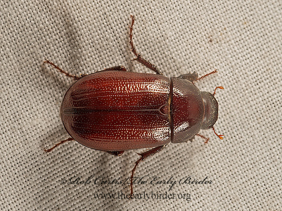Diplotaxis brevicollis-haydenii  MAY BEETLE 9050714z
