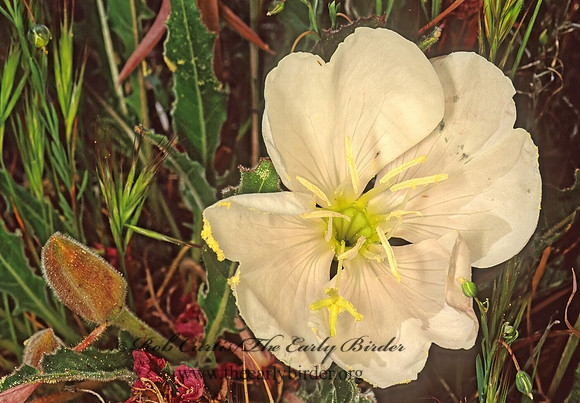 Oenothera caespitosa  TUFTED EVENING PRIMROSE 122428z