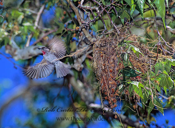 Pachyramphus aglaiae  ROSE-THROATED BECARD 94930z