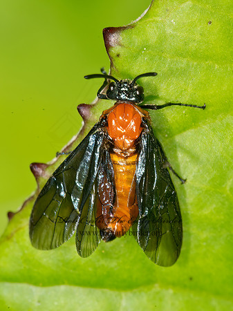 Arge pectoralis  BIRCH SAWFLY 9036049z
