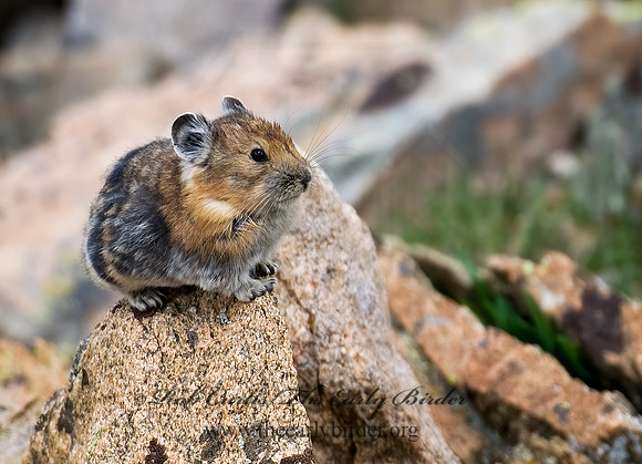 Ochotona princeps  AMERICAN PIKA 7010519z