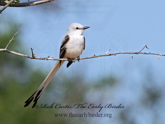 Tyrannus forficatus  SCISSOR-TAILED FLYCATCHER 3033026z