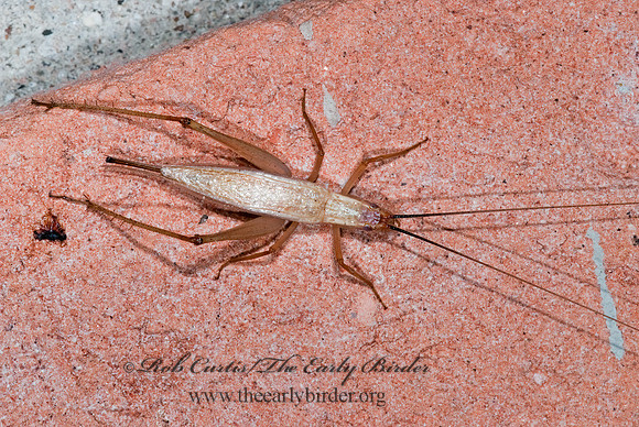 Oecanthus californicus pictipennis  WESTERN TREE CRICKET 6024339z