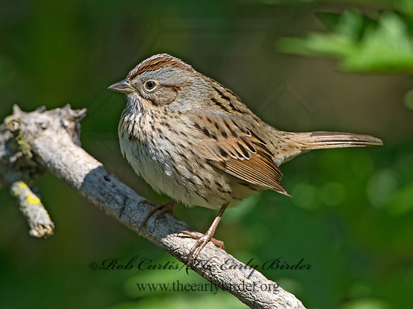Melospiza lincolnii  LINCOLN'S SPARROW 9038330z