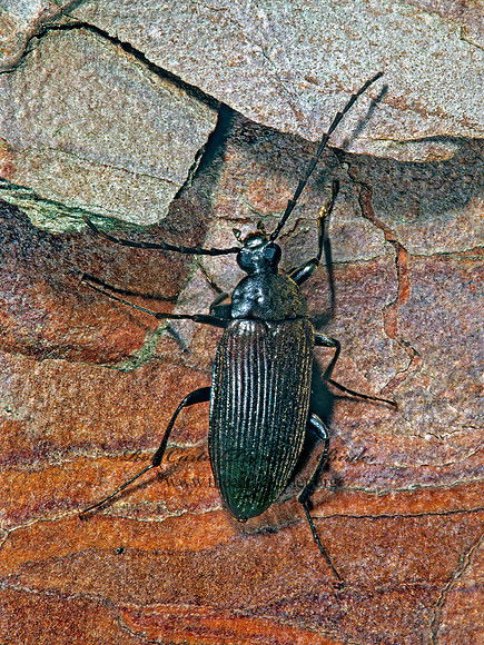 Capnochroa fuliginosa 283611z