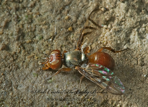 Rivellia cognata  SIGNAL FLY~ 5014806z