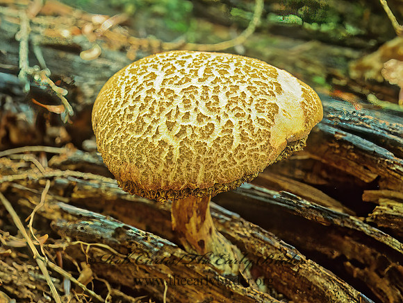 Boletus 210511z