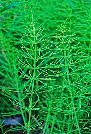Equisetum fluviatile  FIELD HORSETAIL 242315z