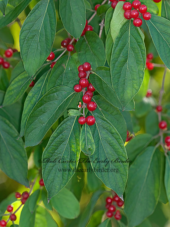 Lonicera maackii  AMUR HONEYSUCKLE 3015130z
