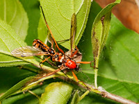 Ctenophora dorsalis  CRANE FLY3002572z