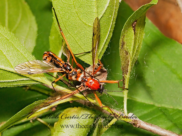 Ctenophora dorsalis  CRANE FLY3002572z